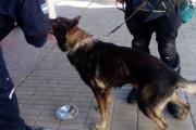 Perros de Pehuajó, 30 de Agosto y Carhué participaron en la búsqueda de paradero en Trenque Lauquen
